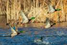 Mallard ducks taking flight in late autumn Art Print